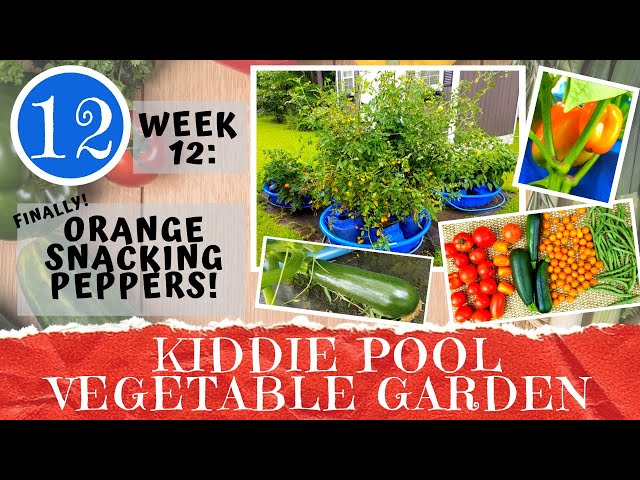 KIDDIE POOL VEGETABLE GARDEN - Week 12: Snacking Pepper Harvest & Final Update | Container Gardening