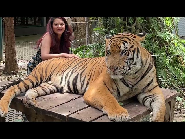 Inside Tiger Park | Pattaya | Thailand Series | Episode 1