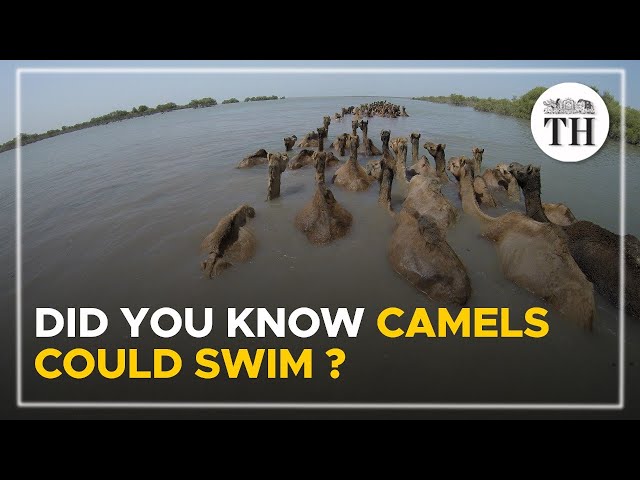 Did you know these Indian camels could swim? | The Hindu