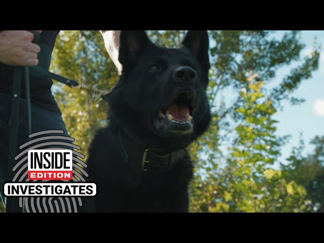 Are Police Dogs Being Ordered to Bite Suspects Unnecessarily?