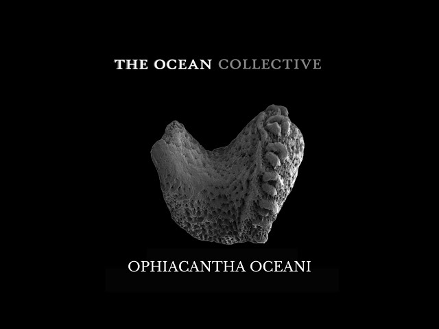 New Fossil Species Discovered and Named After Berlin Post-Metal Band THE OCEAN!