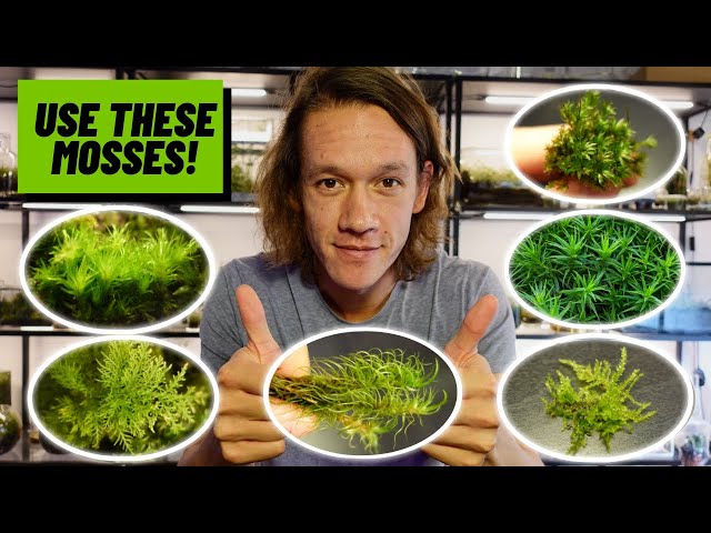 The Best Types of Moss For Terrariums & How To Care For Them