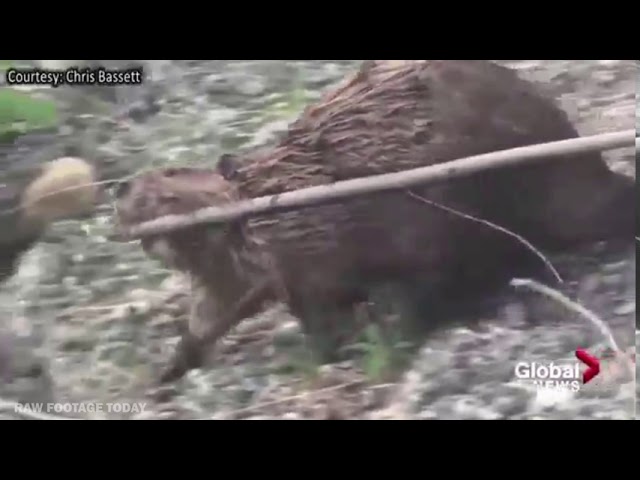 Beaver quickly mows down tree along Calgary’s Elbow River