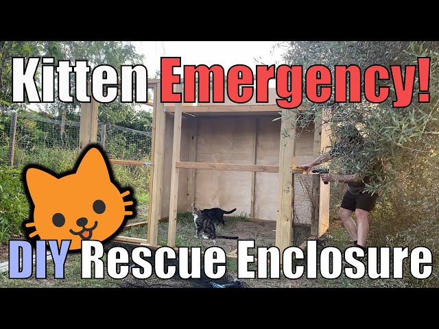 Emergency DIY shelter build for abandoned kittens