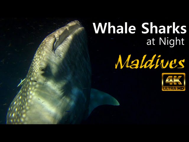 Malediven - Walhai Alarm um 03:00 (4K) *** Maldives - Whale Sharks at Night