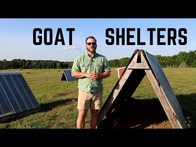 Goat Shelters: Don't Build Your Own Until You Watch These Innovative Designs!