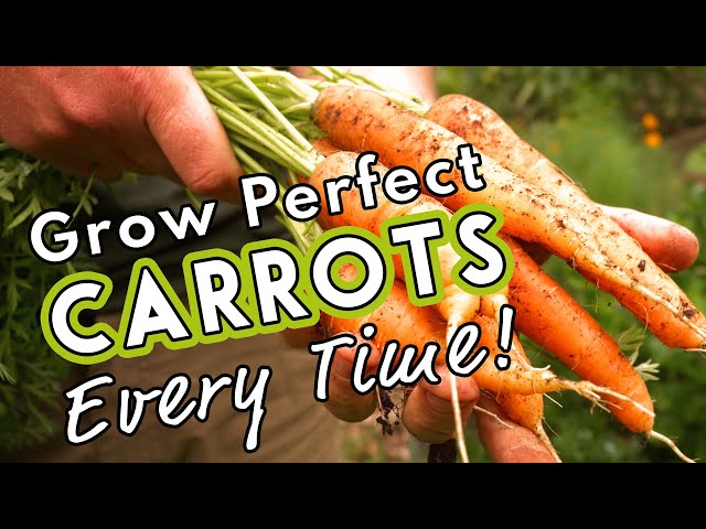 Grow Perfect Carrots Every Time! 🥕