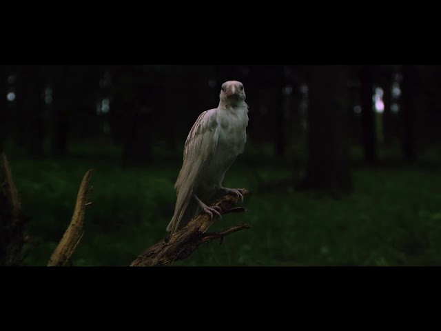 Wardruna, First Flight of the White Raven - Virtual release show, Trailer 1
