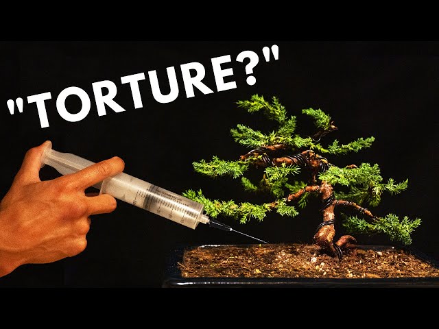 The Biology Behind Bonsai Trees