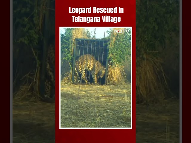 Leopard Rescued In Telangana Village, Will Be Released In Forest