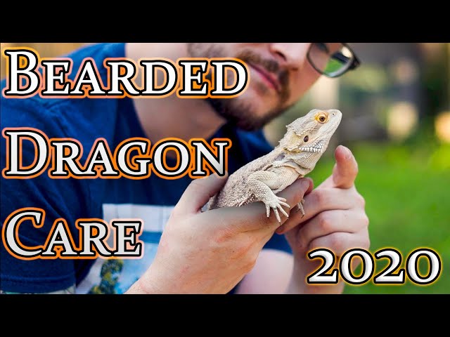 Bearded Dragon Care Guide 2020 | From Baby To Adult Beardie Care