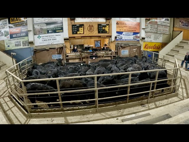 Our Best Calf Sale Ever!!