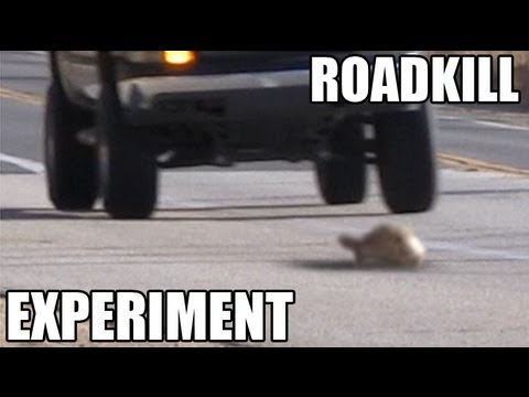 Turtles or Snakes- Which do cars hit more? ROADKILL EXPERIMENT