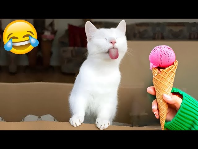 Try Not to Laugh 2024😁 New Funny Dog and Cat Video 😹🐶 Part 19