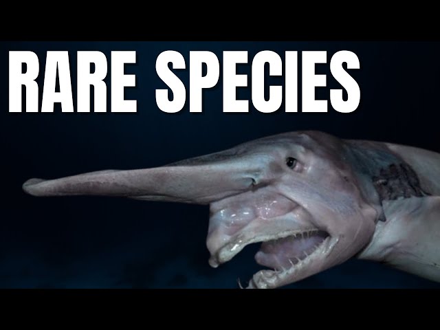FACTS AND SPECIES YOU DIDN’T KNOW ABOUT SHARKS