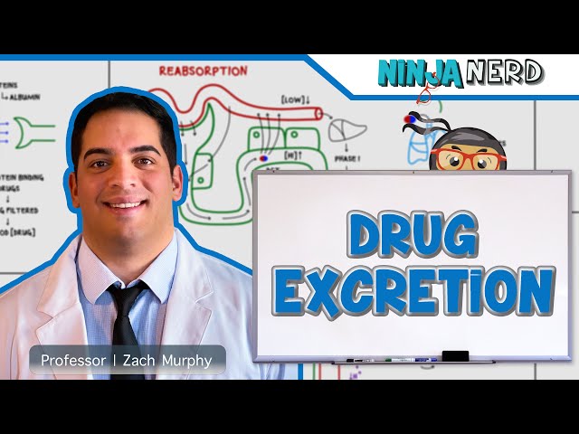 Pharmacokinetics | Drug Excretion