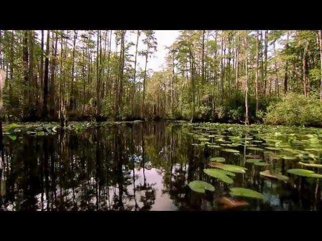Okefenokee Swamp | Georgia Outdoors