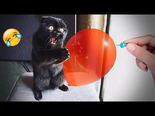 YOU LAUGH YOU LOSE🥰Best Funny Animals Video 2024😽🐶#4