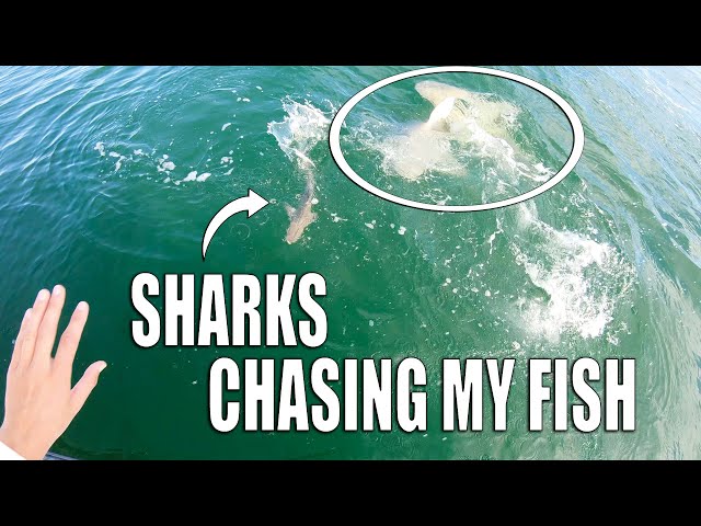 5 HUGE SHARKS CHASE 1 FISH - Crazy SHARK frenzy!