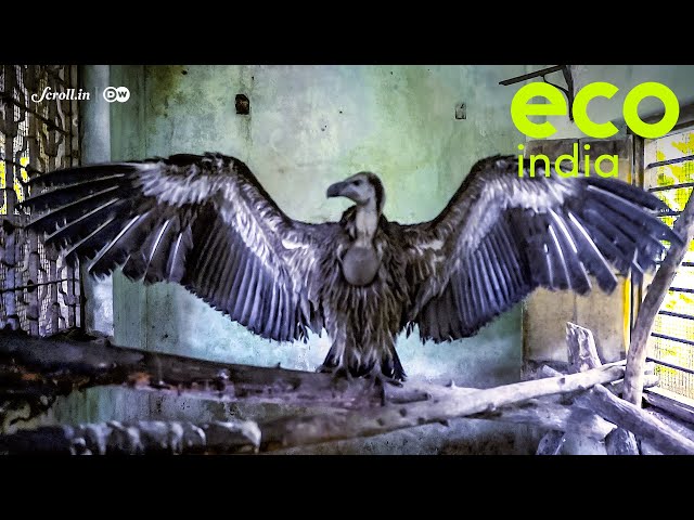 Eco India:Vulture restaurants in Maharashtra's Raigad district are helping revive vulture population