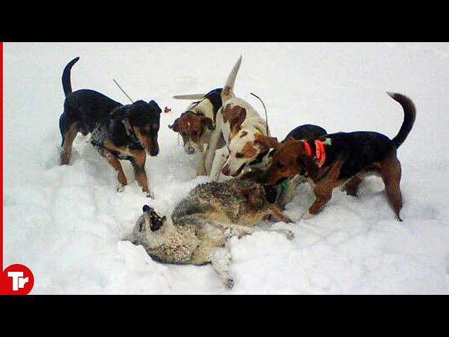 Top 16 Moments Wolves Killed by Dogs