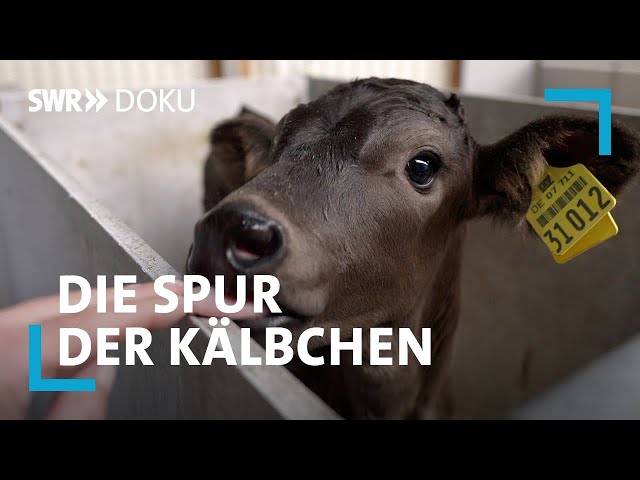 Die Spur der Kälbchen - Die Schattenseiten der Milchwirtschaft | SWR Doku