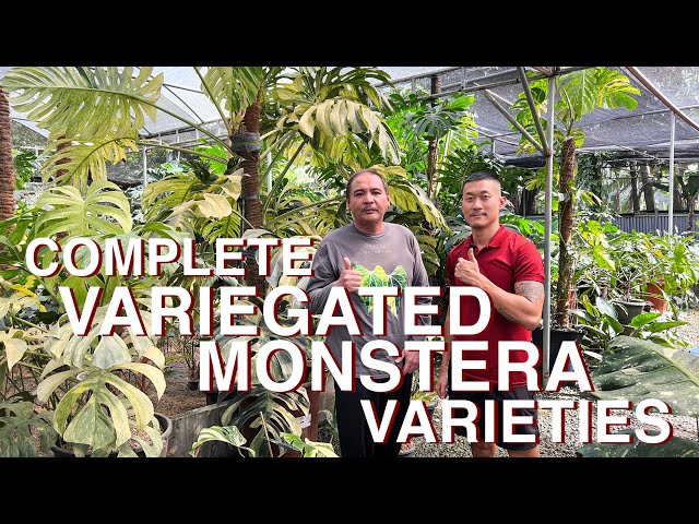 Meet All Variegated Monstera Varieties And Expert Care Tips @noldy.topan