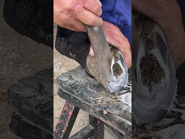 Trimming dry cracked donkey hooves, steel pedicures #satisfying #shorts