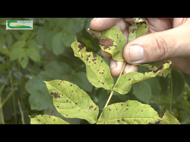 Ash dieback – how to recognise symptoms in summer