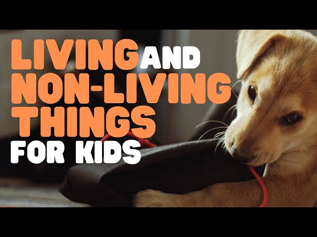 Living and Non-living Things for Kids | Learn why some things are alive and others are not