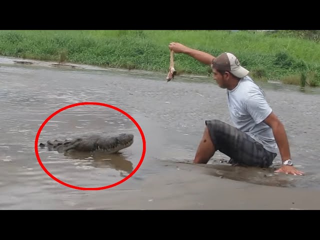6 Crocodile Encounters You Should Avoid Watching (Part 7)