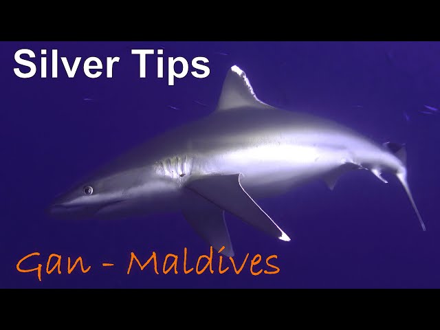 Maldives - Silvertip Sharks of Gan (Addu Atoll)