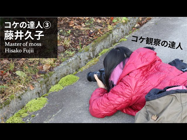 How to observe moss and how to find out the name [Moss master ③ Hisako Fujii]