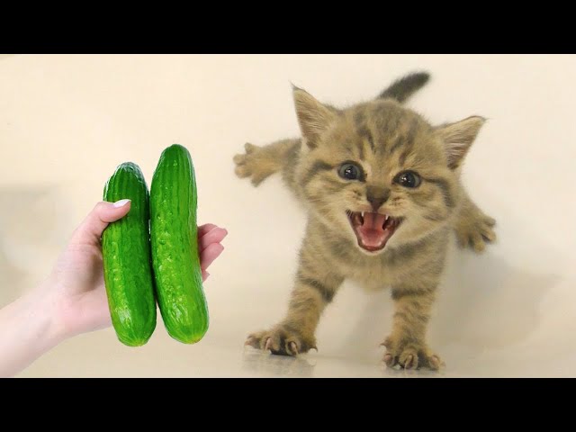 New Funny Animals 😂 Funniest Cats and Dogs Videos 😹🐶 Part 1