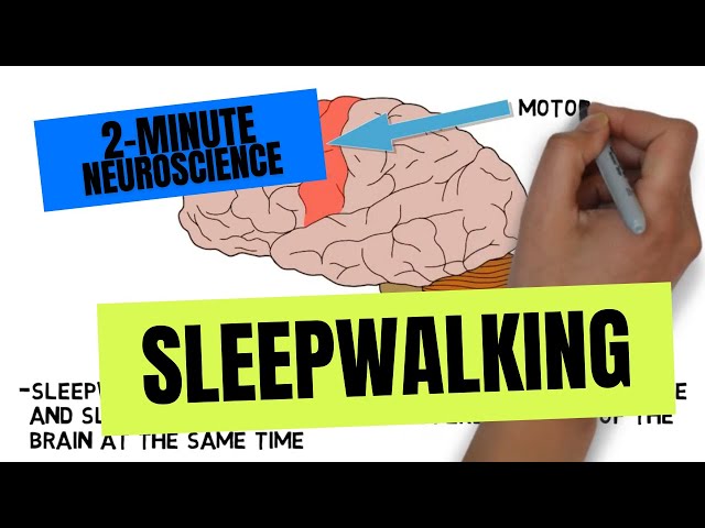 2-Minute Neuroscience: Sleepwalking