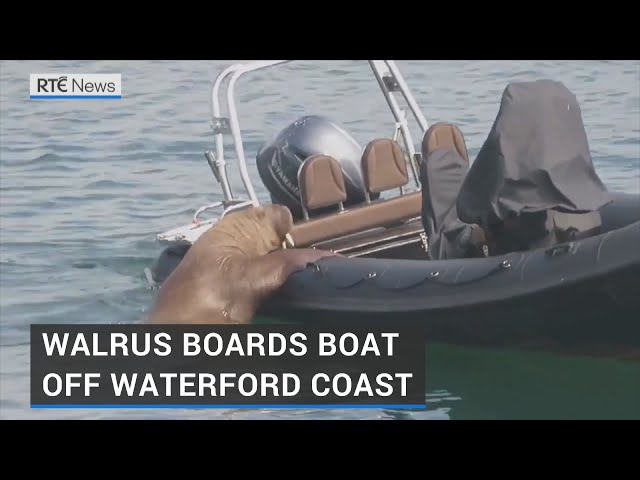 Arctic walrus spotted along Co Waterford coastline