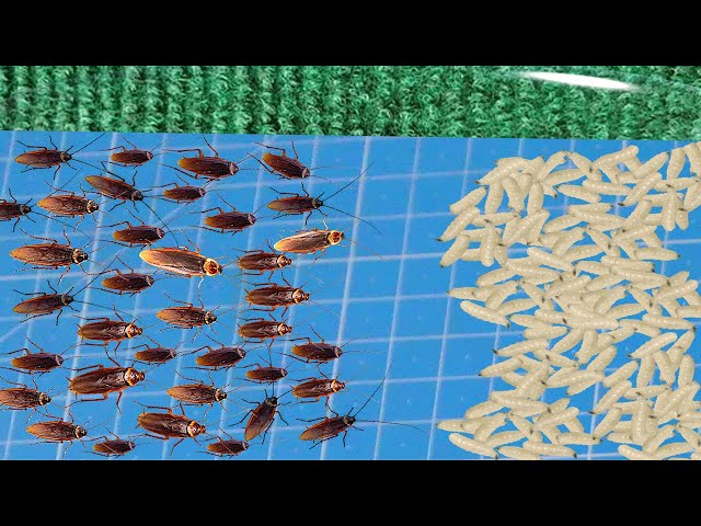 THERE ARE 1000 COCKROACHES VERSUS 1000 MAGGOTS. Who will win?
