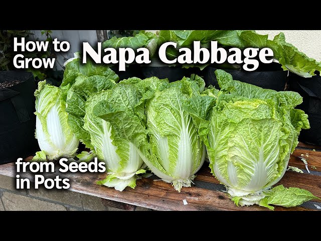 How to Grow Napa/Chinese Cabbage from Seed in Pots - Easy Planting Guide from Seed to Harvest