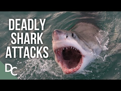What’s Changing In Shark Behaviour? | Shark Alarm: Australia's Deadliest Year | Documentary Central