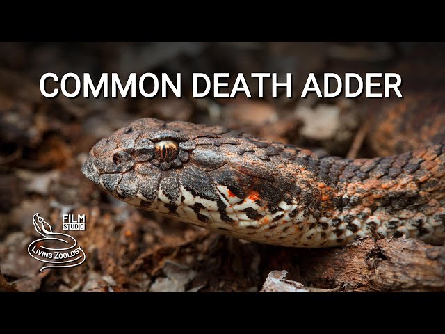 Common death adder, one of the most venomous snakes in the world, elapid snake looks like a viper