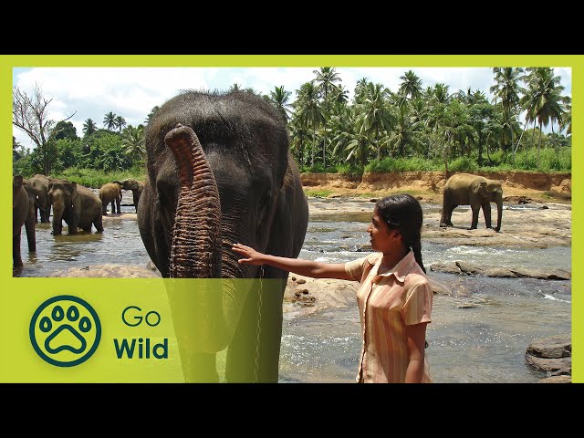 Chandani - The Daughter of the Elephant Whisperer - Go Wild