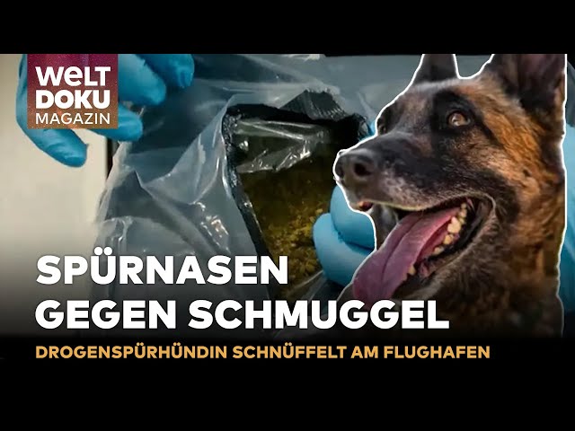 KAMPF DEN DROGEN: Drogenspürhund im Kampf gegen Schmuggel am Flughafen | WELT Doku Magazin