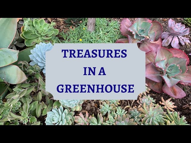Treasures in a Greenhouse (Rojas Succulents and Cactus Nursery) Part 1 | Plant Shopping