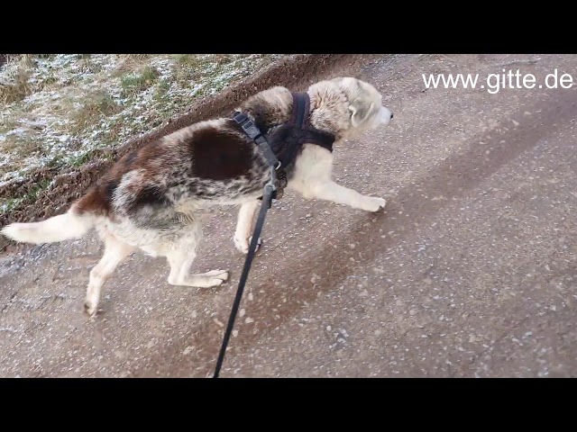 Hund aus Bulgarien Tierheim. Unsere Erfahrung/Meinung nach fast 13 Jahren.