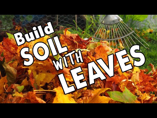 Nature Builds Soil This Way🍁 So Should You!