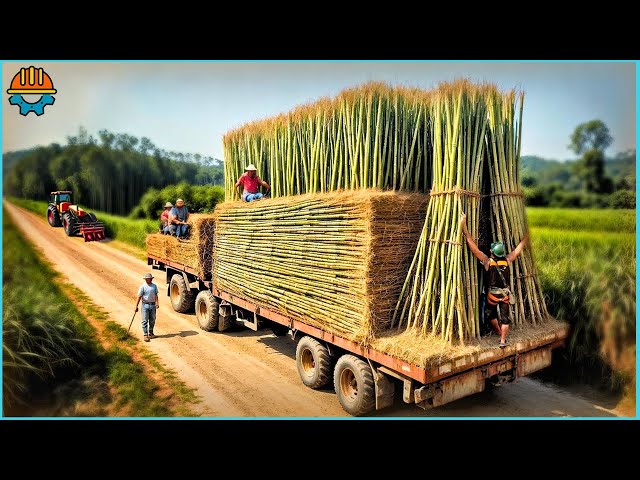 30 AMAZING Fastest Chainsaw Machines For Harvesting Bamboo Working At Another Level