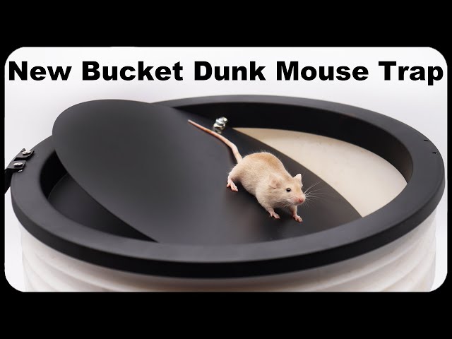 A New Bucket Dunk Mouse Trap Sold On Amazon. Mousetrap Monday