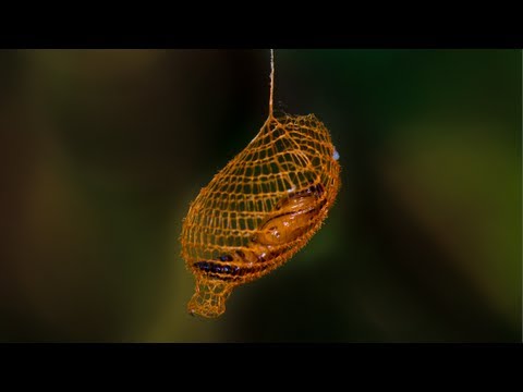 Nature's 3D Printer: MIND BLOWING Cocoon in Rainforest - Smarter Every Day 94