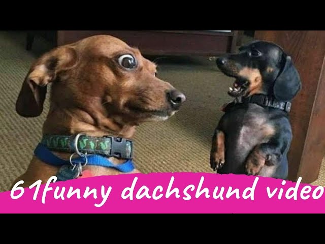 61 Funny Dachshund Dogs Videos Instagram, Funny And Cute Dachshund Dog Try Not laugh Videos