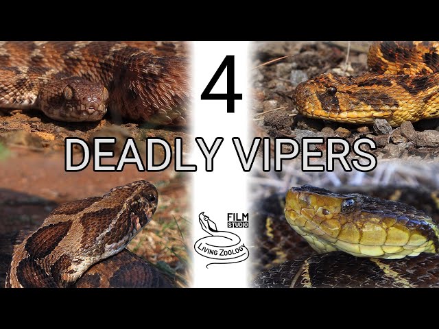 4 deadly vipers, venomous snakes, snakebite, Terciopelo, Puff adder, Carpet viper, Russell's viper
